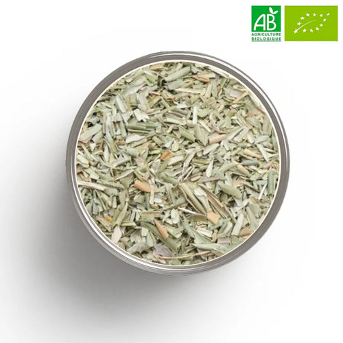 Tasse d'Olivencia bio - infusion dorée verdâtre oleuropéine cardiovasculaire immunité